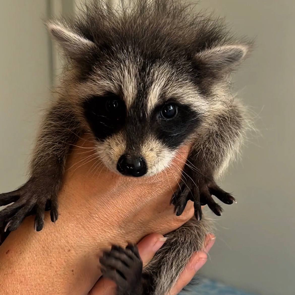 Пушистое пополнение! Пушистое пополнение!