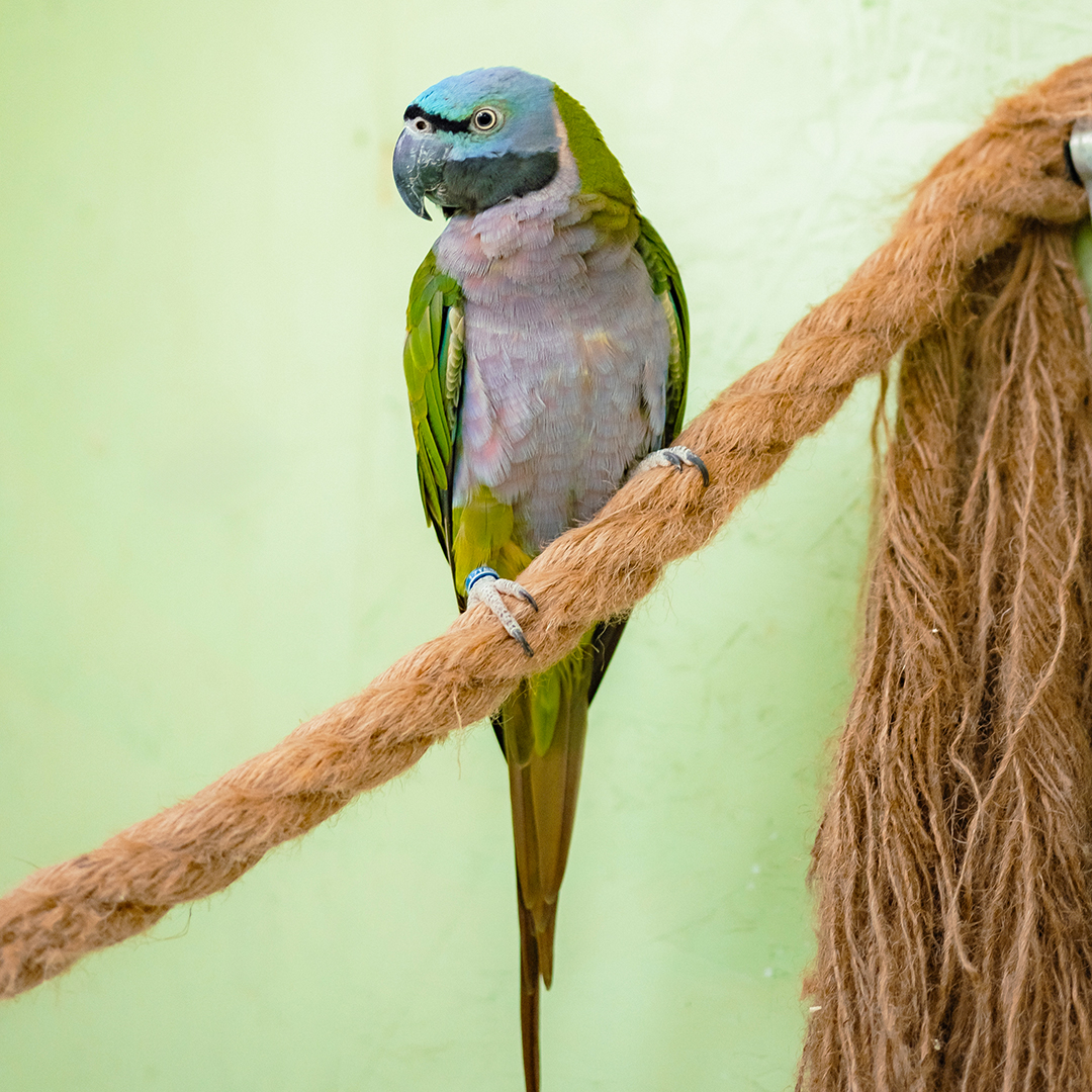 Покорми попугая с рук Покорми попугая с рук